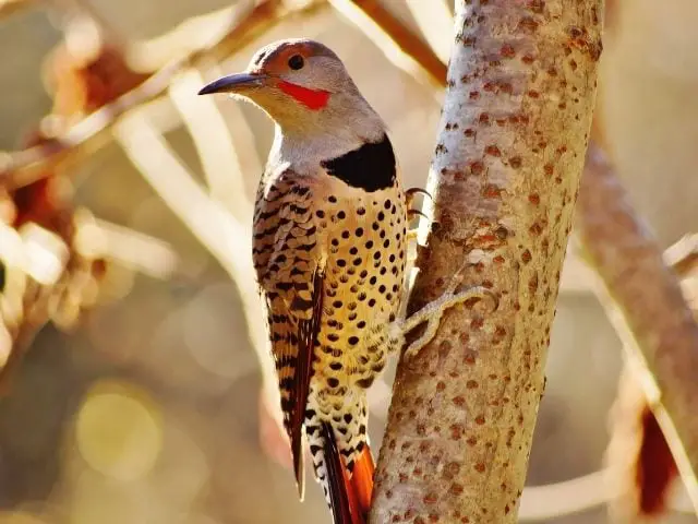 Northern Flicker facing back