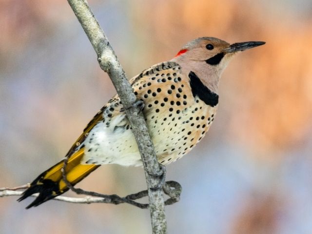Northern Flicker with spotted underpart