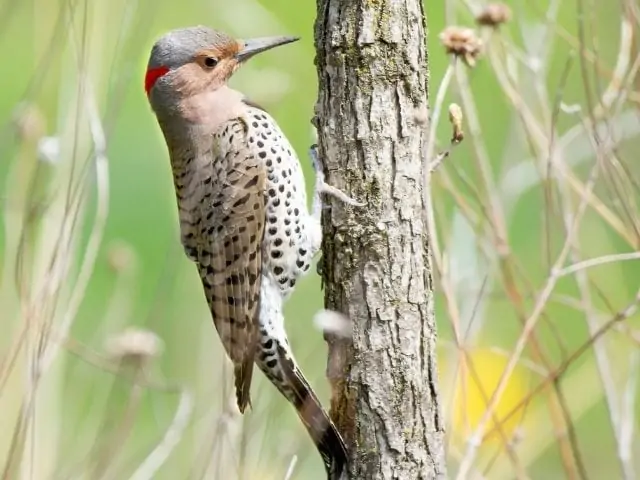 Northern Flicker perched on a tree