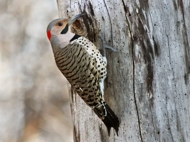 Northern Flicker perched on a tree