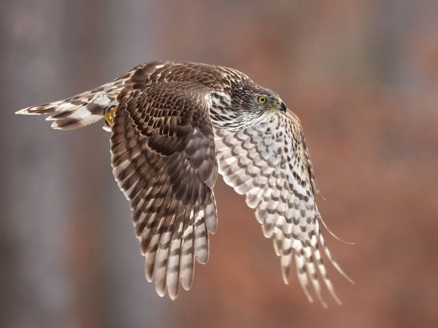 Flying Northern Goshawk