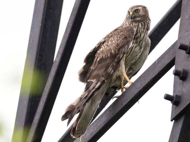 Northern Harrier hawk on a metal build