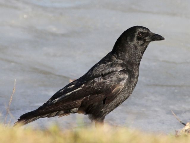 crow on a grass field