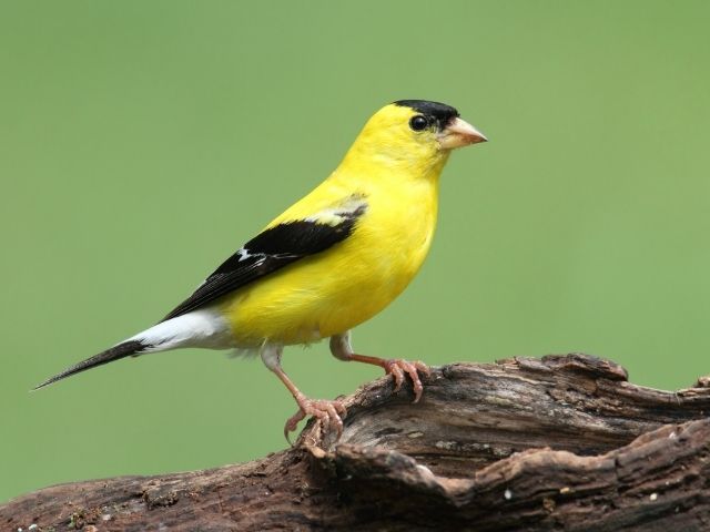goldfinch with yellow body
