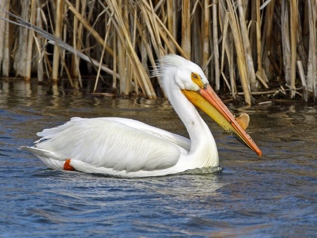 white pelican in lake water