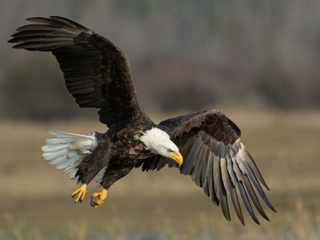 Bald Eagle flying across field