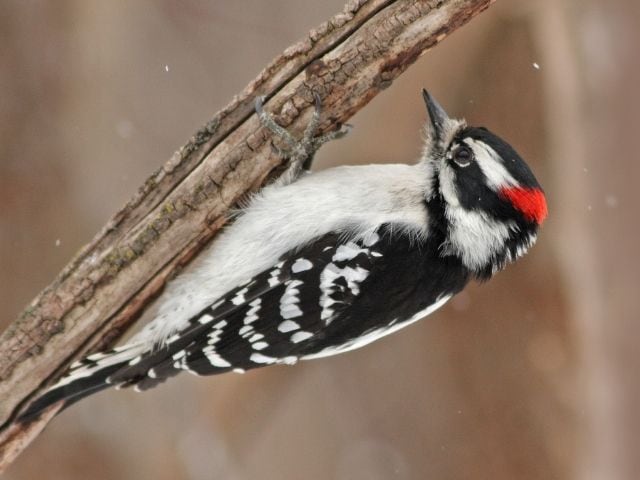 Downy Woodpecker hanging on a tree