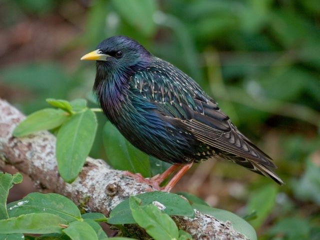 European Starling perched on a tree