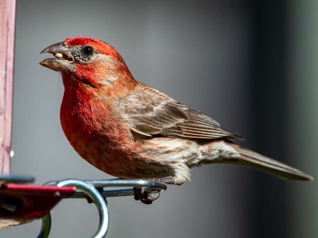 red finch on a feeder