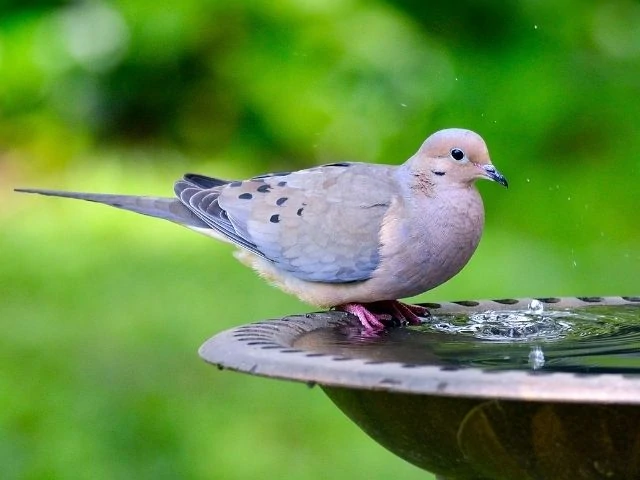 Mourning Dove in a birdbath