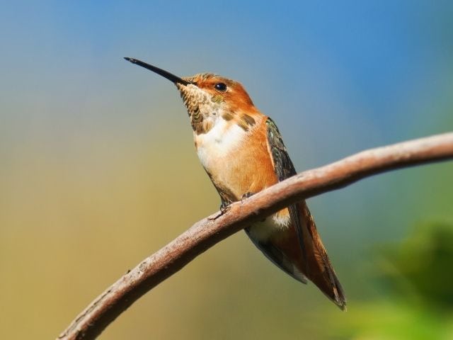 Hummingbird with orange and white color