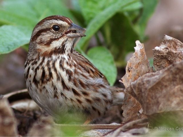 Song Sparrow on the ground