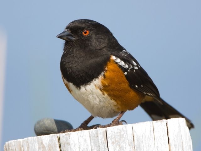 black, white and orange colored bird