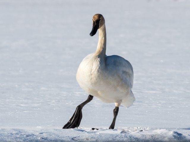 White Tundra Swan