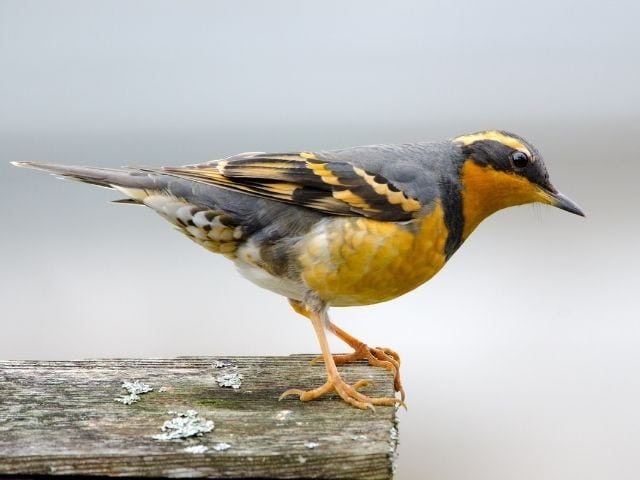 Varied Thrush looking down for food