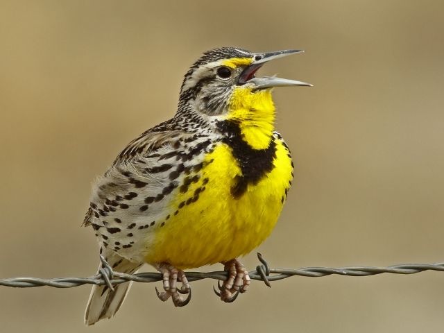 yellow and gray bird on a wire