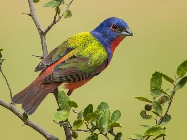 bird with colorful wings on a branch