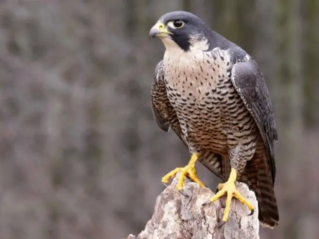 Peregrine Falcon perched on top of stone