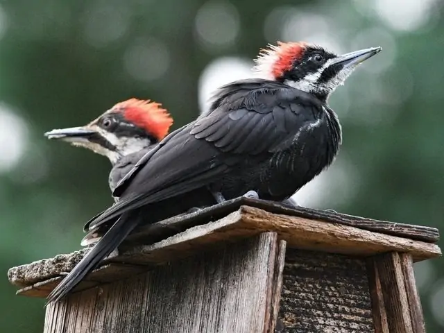two red and black woodpeckers