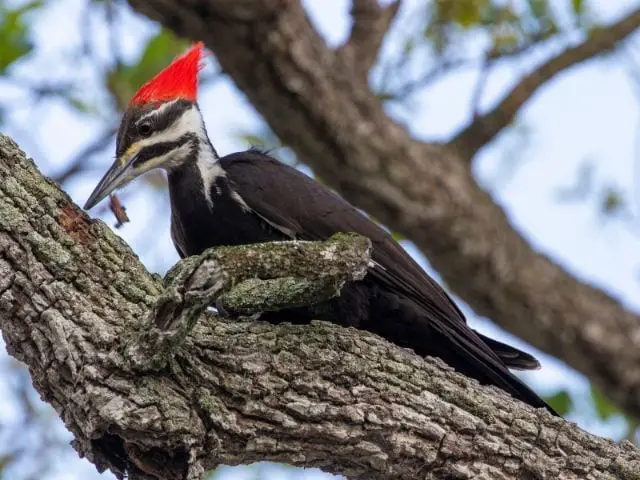 Pileated Woodpecker