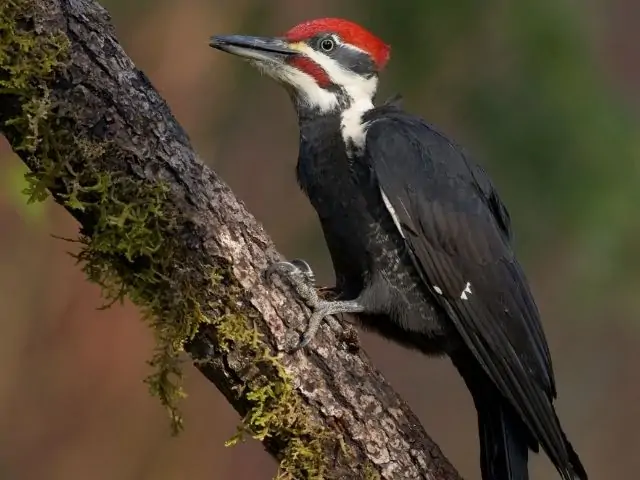 black woodpecker with red crown