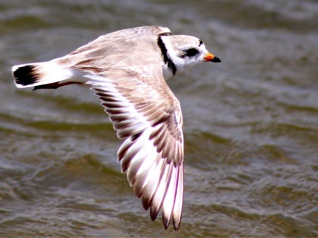 Piping Plover in flght