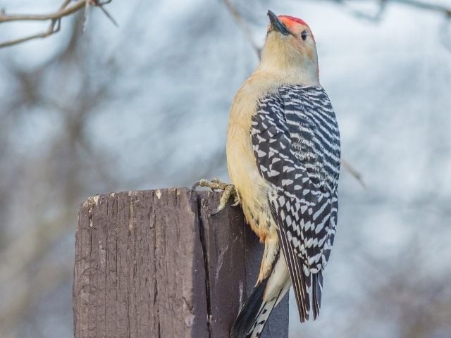 woodpecker with black and white feathers