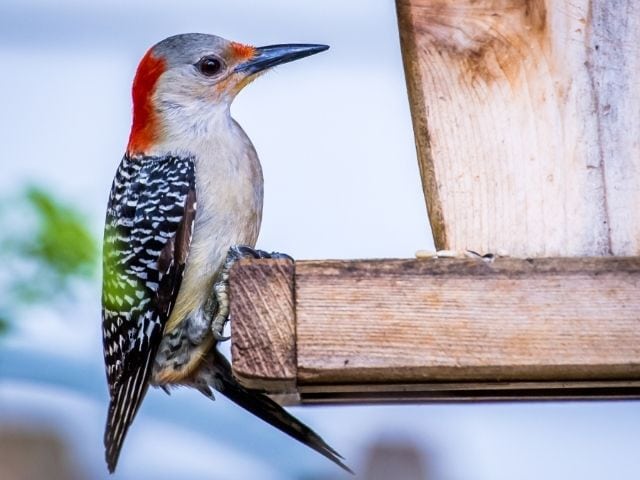 Red-Bellied Woodpecker perched on a feeder