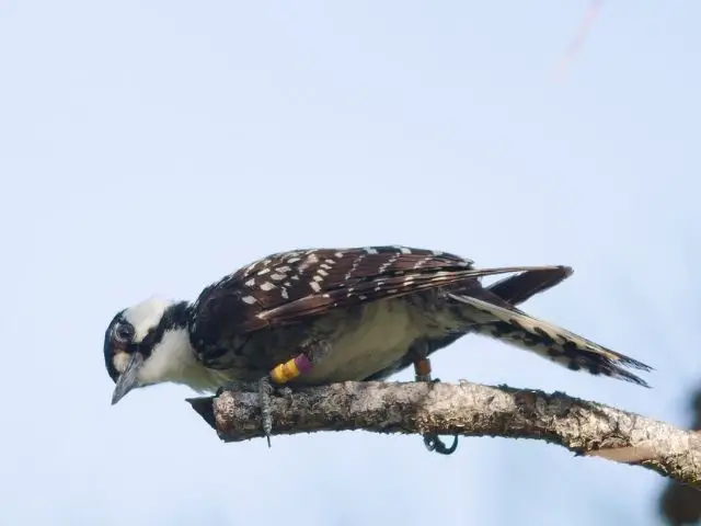 Red-Cockaded Woodpecker