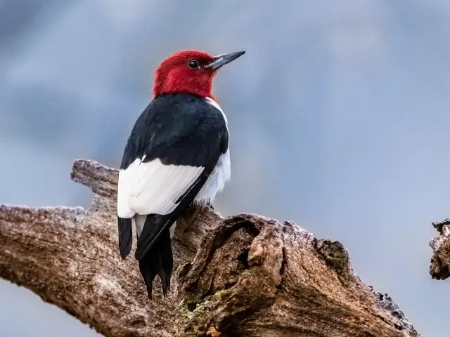 woodpecker with red head