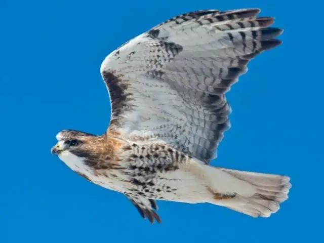 Hawk with white and black color