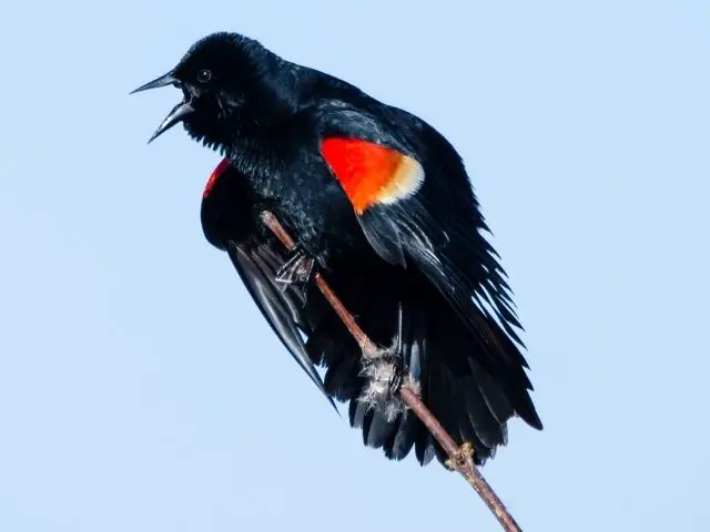 black bird with red spot on wings