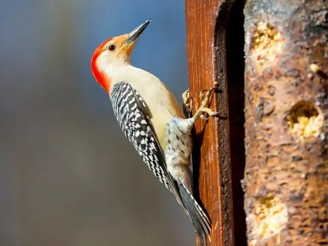 Red-bellied Woodpecker