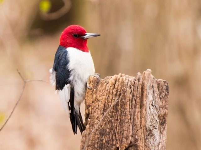 Red-headed Woodpecker