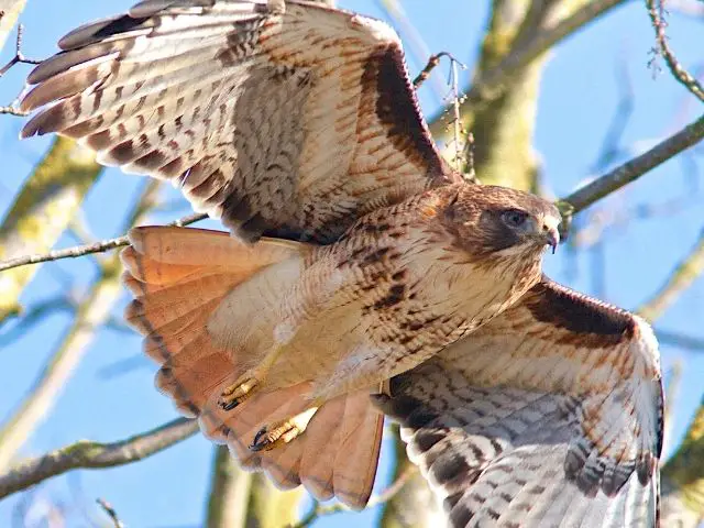 Flying Red-tailed Hawk
