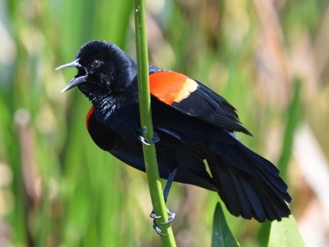 Black bird with red on wings