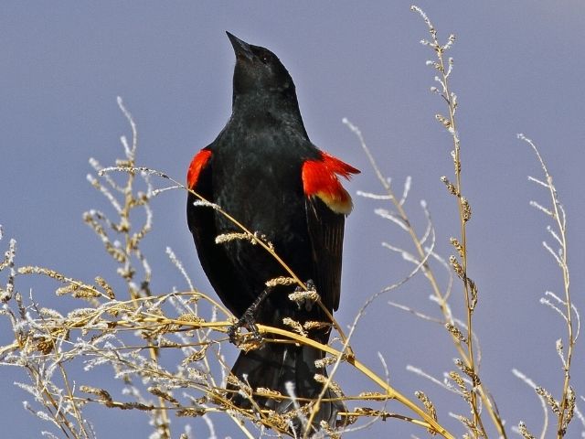 black bird with red wings looking up
