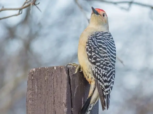 Red-Bellied Woodpecker on a wood log looking up