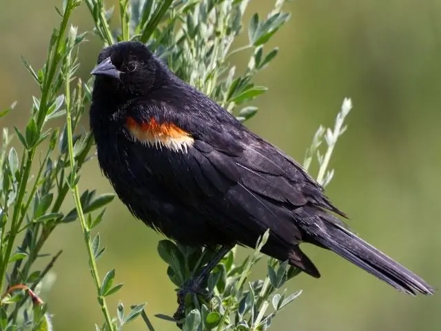 Red-Winged Blackbird on a plant
