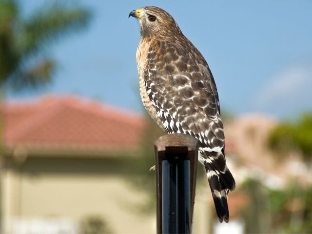 Red-shouldered Hawk