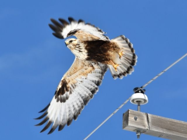 Rough-legged Hawk flying from a post