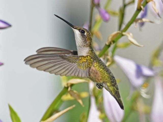 Ruby-Throated Hummingbird with flowers