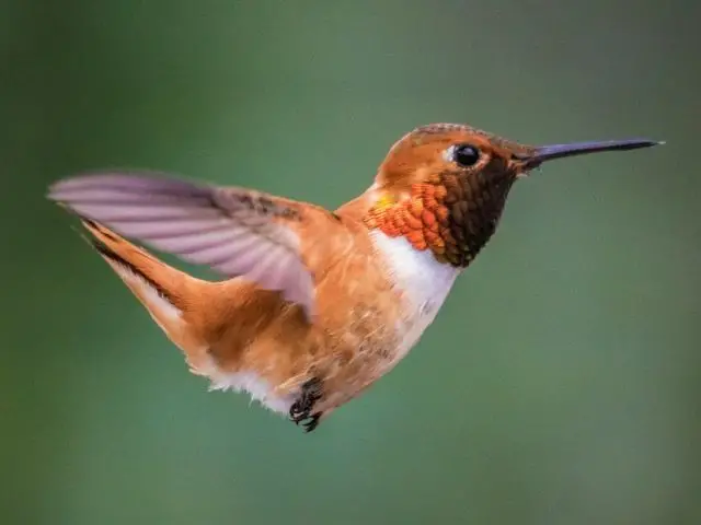 Orange hummingbird