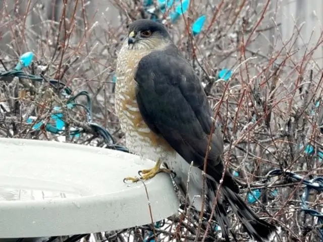 sharp-shinned hawk perched on a feeder