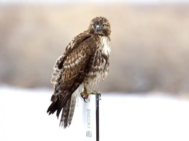 Sharp-shinned Hawk standing on a pole