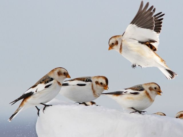 Snow Buntings in flight