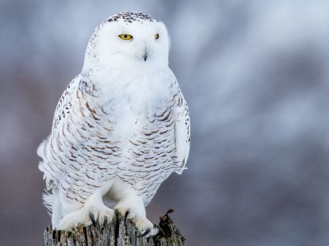 Snowy Owl standing on a dead tree