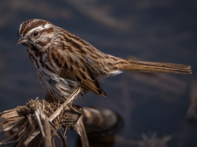 Song Sparrow