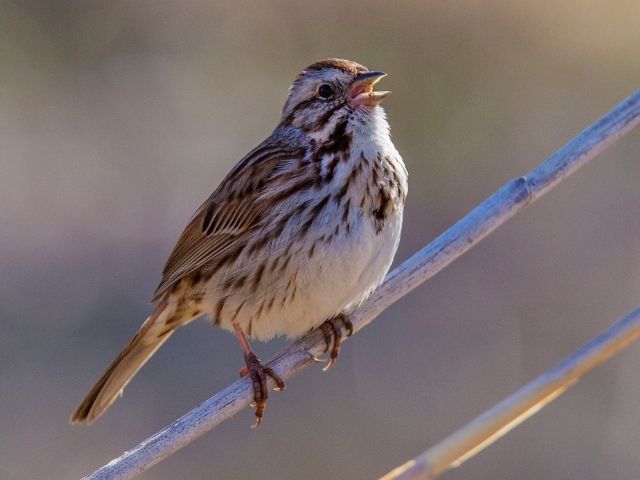 Song Sparrow on a small branch