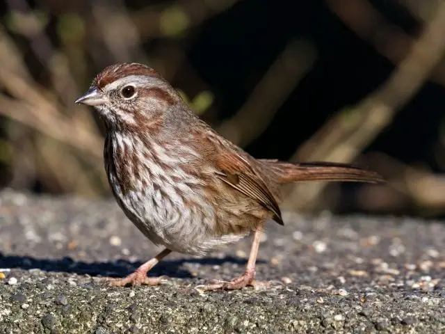 Song Sparrow on the ground